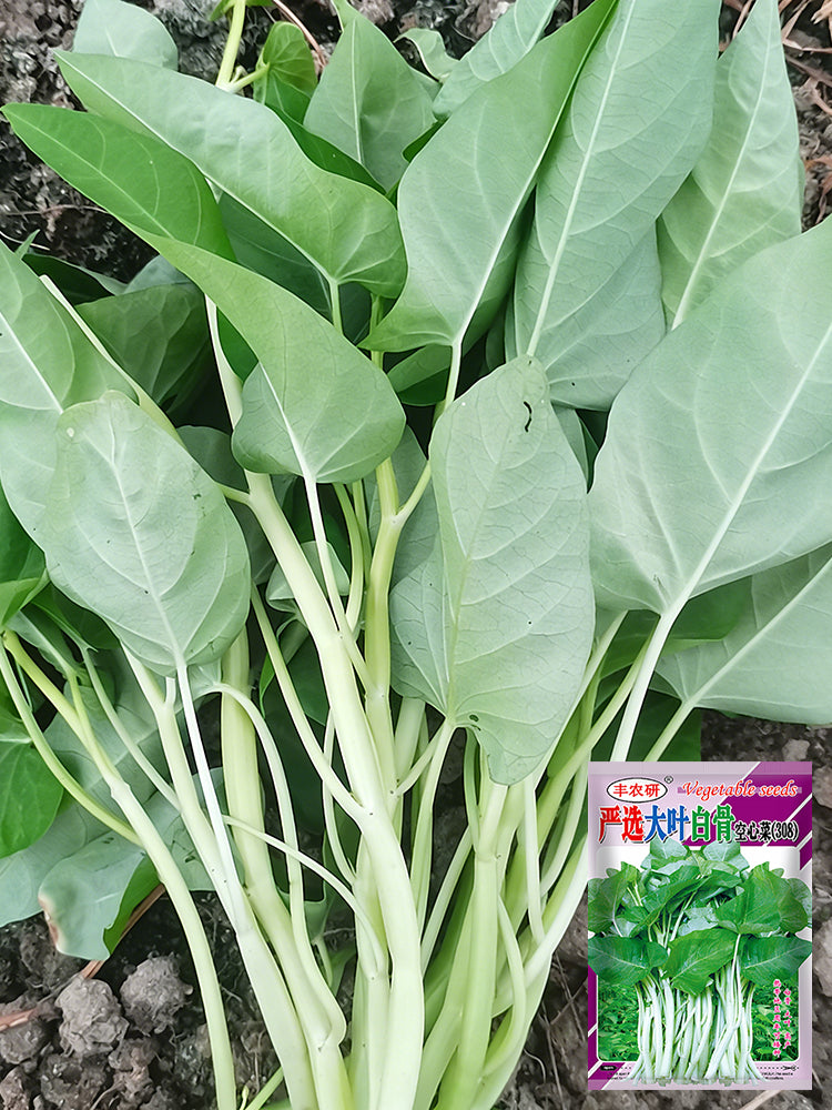 Large-Leaf White-Stem Water Spinach
