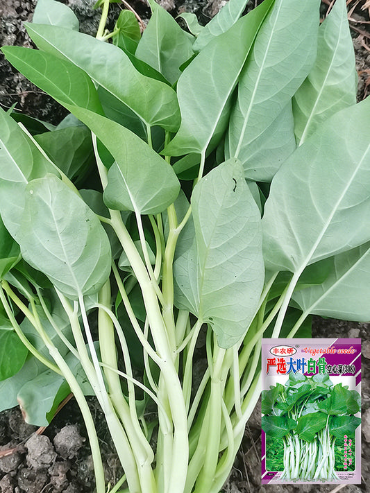 Large-Leaf White-Stem Water Spinach