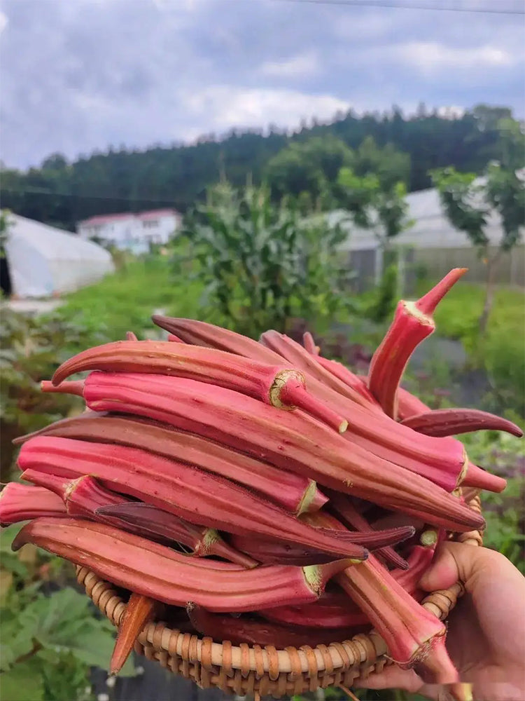 Jinfeng No.9 Red Okra