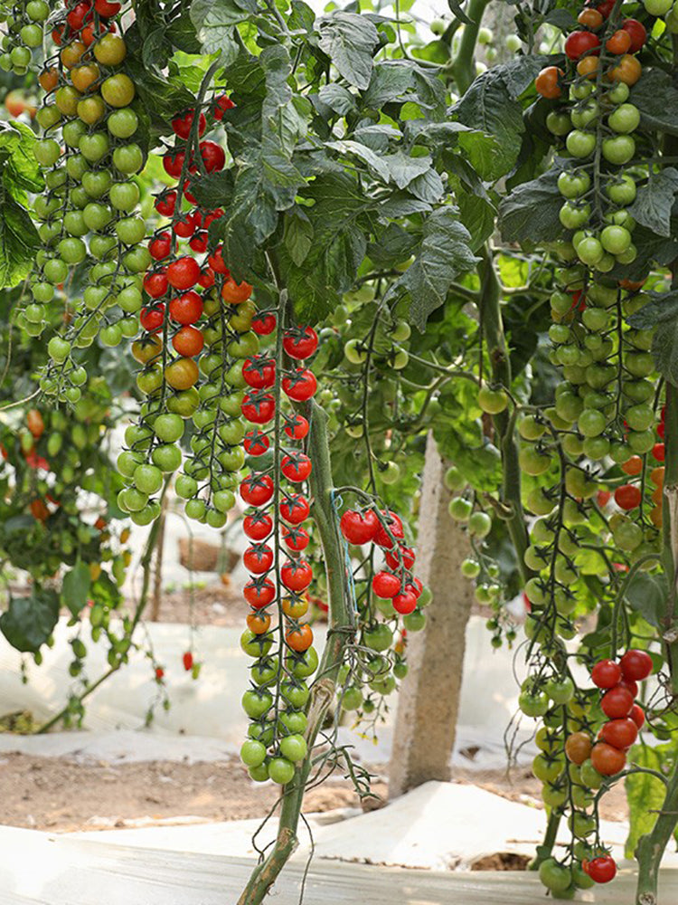 Pearl Falls No. 2 Tomato