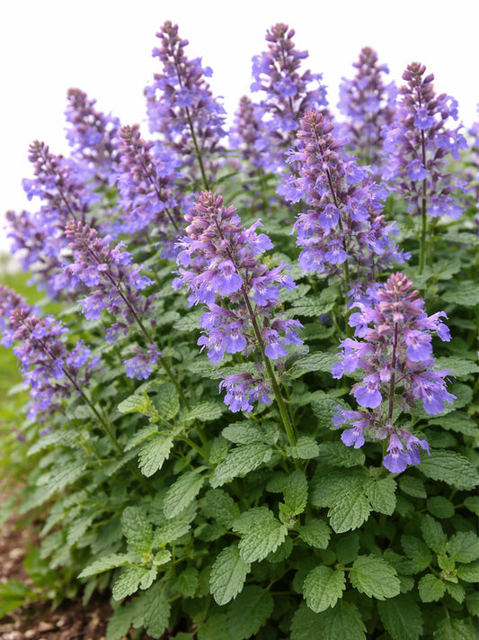 Mussin's Catmint