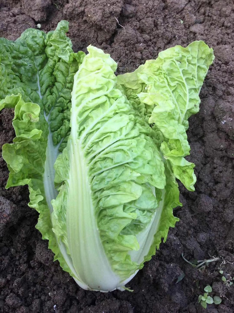 'Dongjia Chunguan' Chinese Cabbage