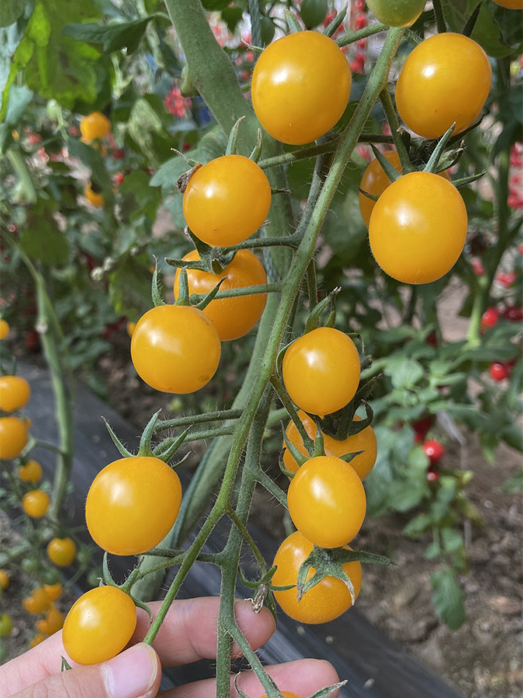 'First Love' Golden Cherry Tomato