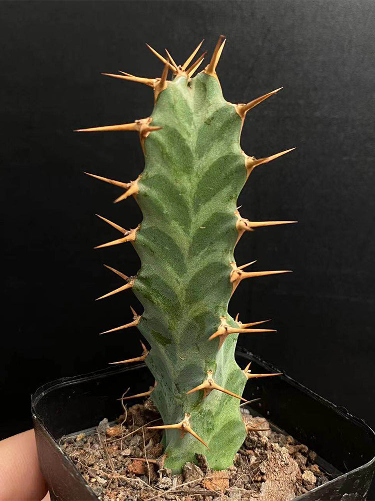 Euphorbia virosa