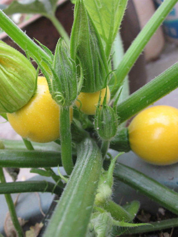 Yellow Pearl Zucchini