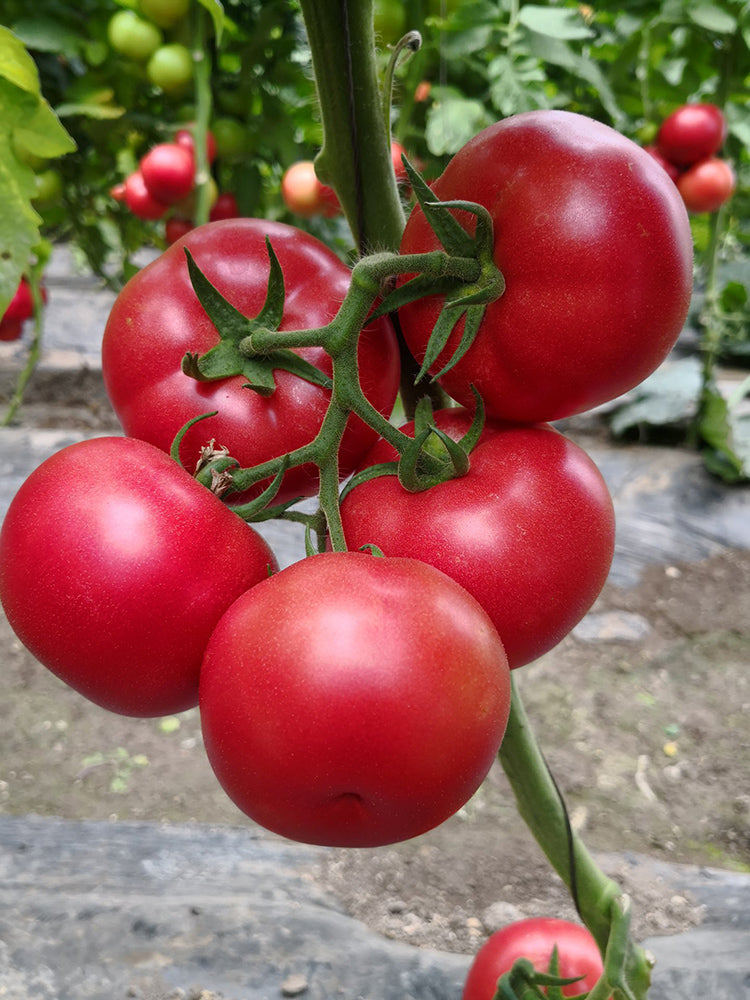 Kuwait No.4 Pink Tomato Hybrid Seeds