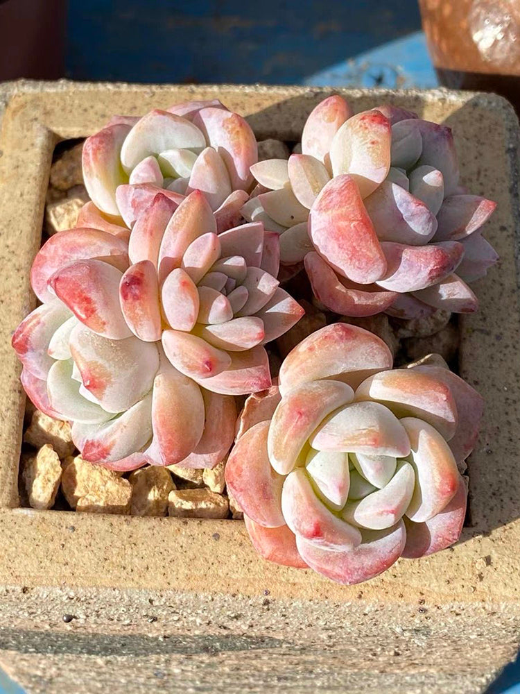 Echeveria cv. 'Snow of Dreams'