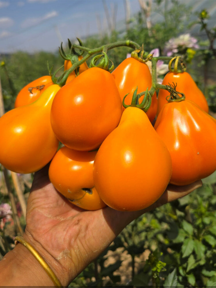 926 Olympic Torch Tomato