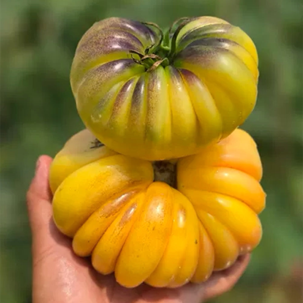 679 Moon Charm Tomato