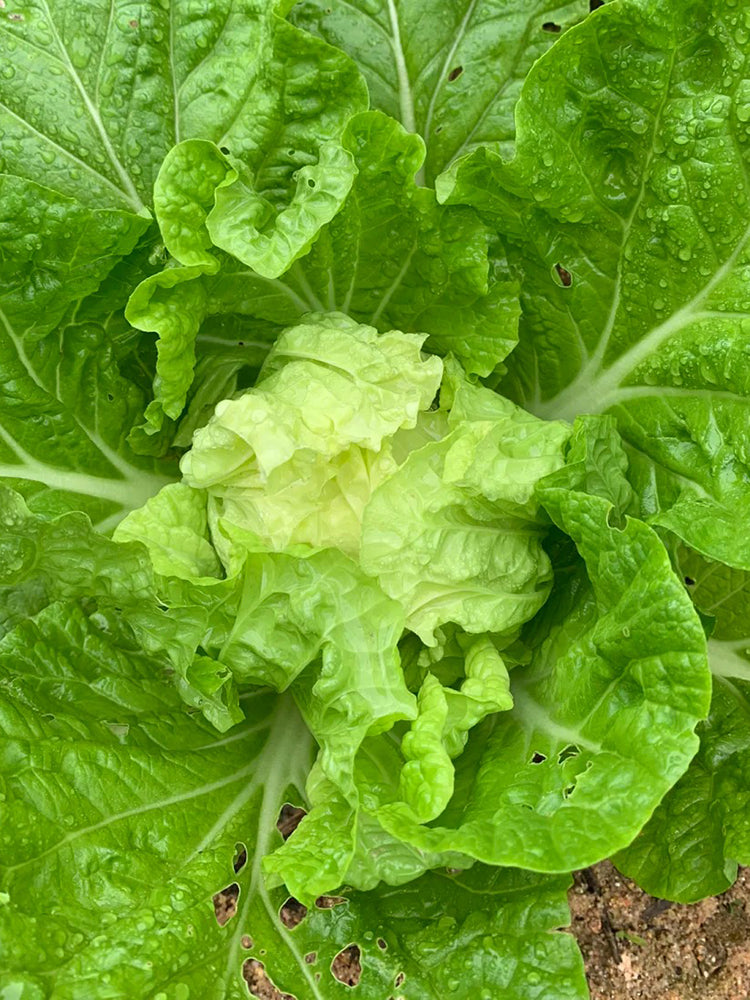 Jiajiale Heading Cabbage