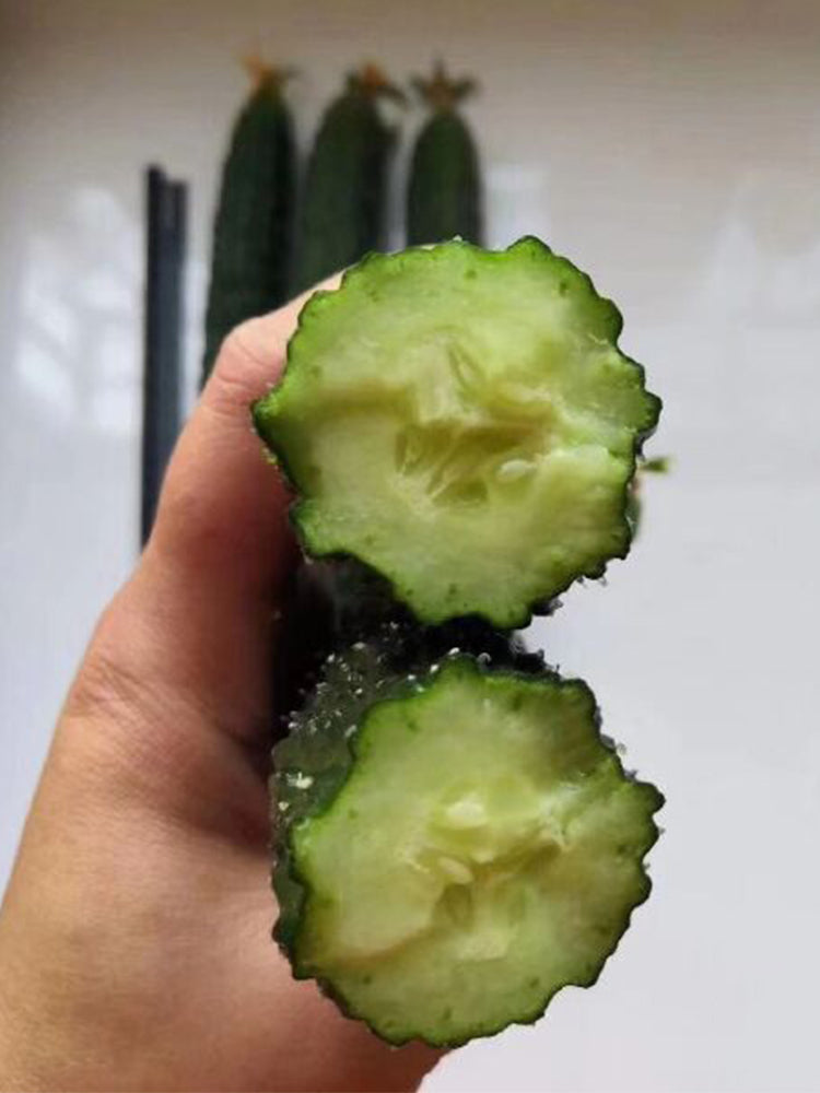 'Holland Spring-Autumn Shiny Pioneer' F1 Cucumbers