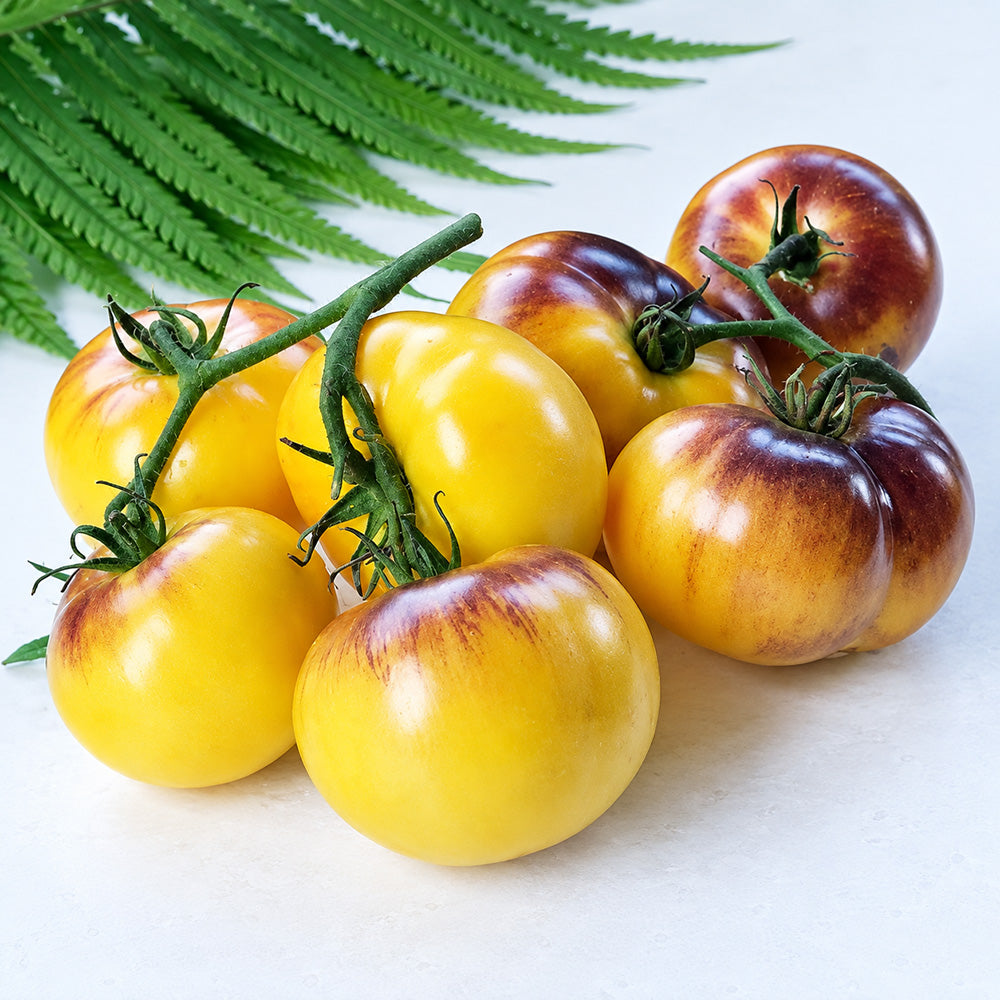 439 Wolverine 2 Tomato