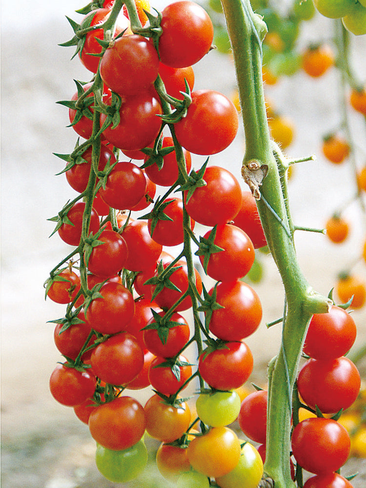 'Waterfall Red Cluster' Cherry Tomato