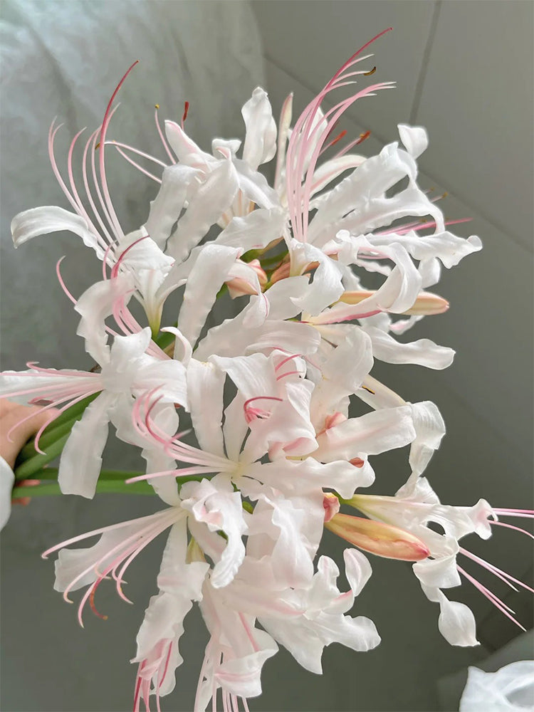 'Pink Dream' Lycoris