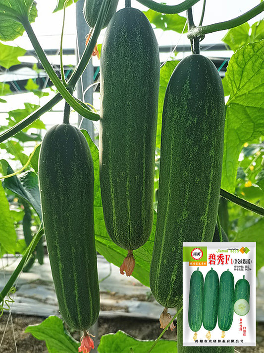 'Bixiu' F1 Fruit Cucumber