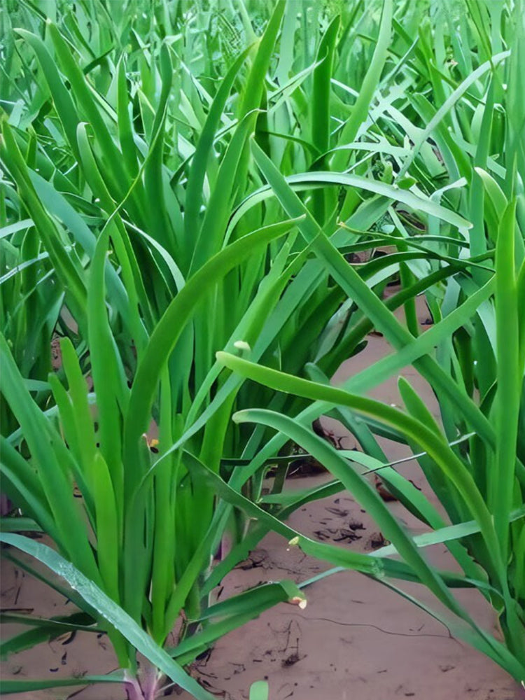 ZHIQU Purple-rooted Chinese Chives