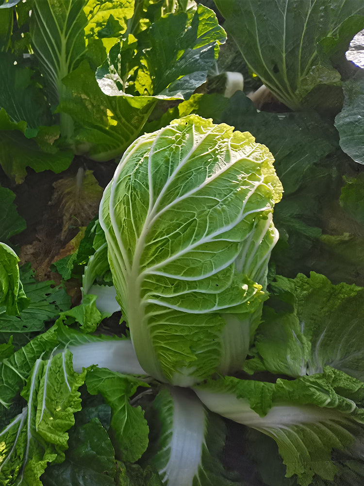 'Qiuguan 70' Chinese Cabbage