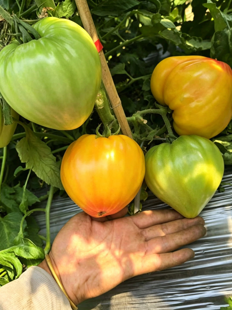 782 Bi-Color Stretch Oxheart Tomato