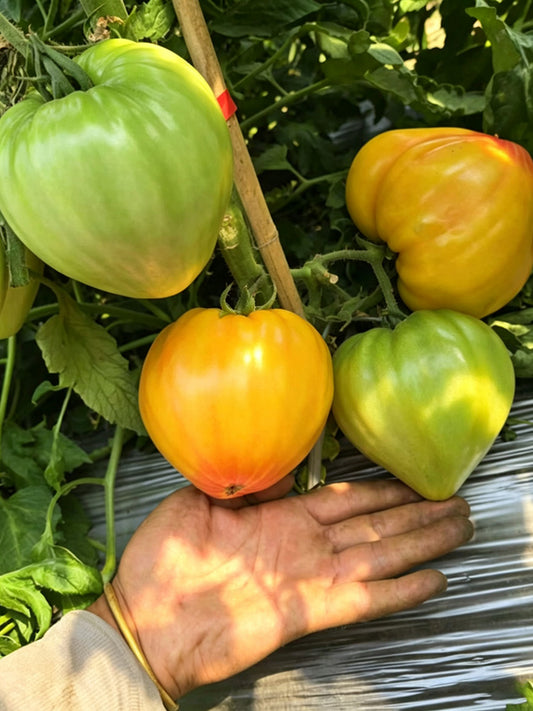 782 Bi-Color Stretch Oxheart Tomato