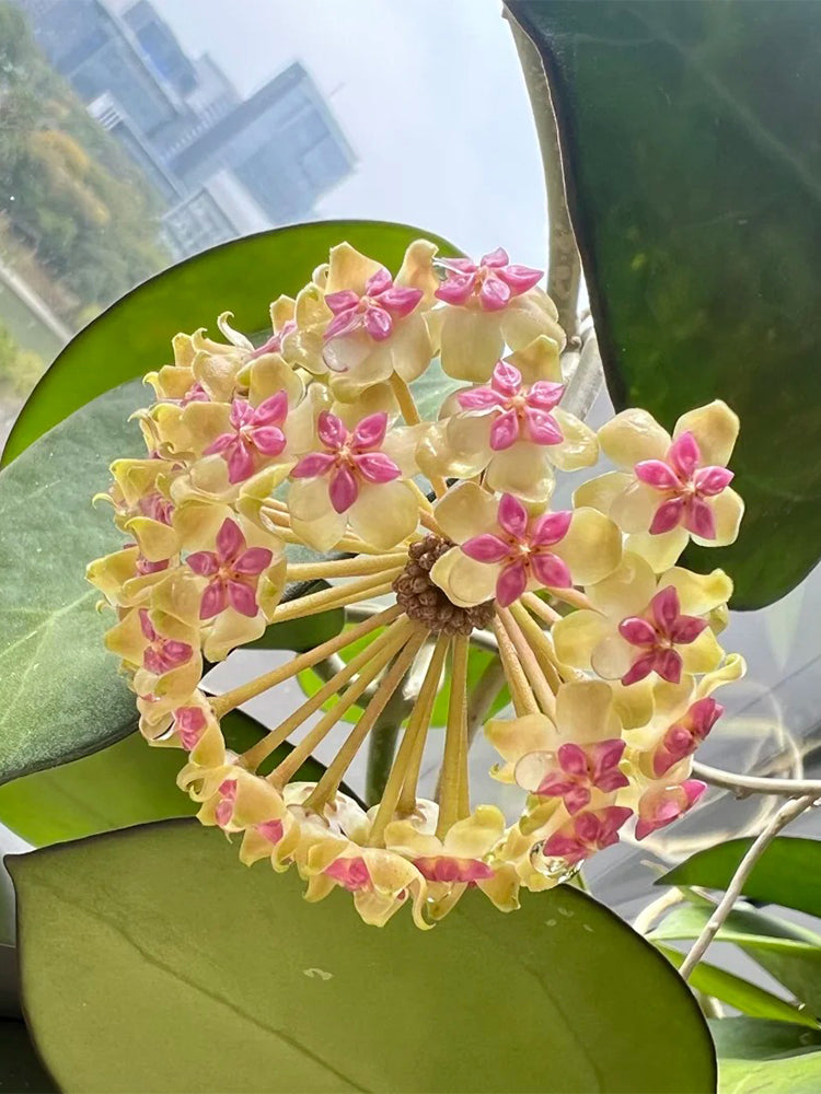 Hoya icensis Unrooted Stem Cuttings