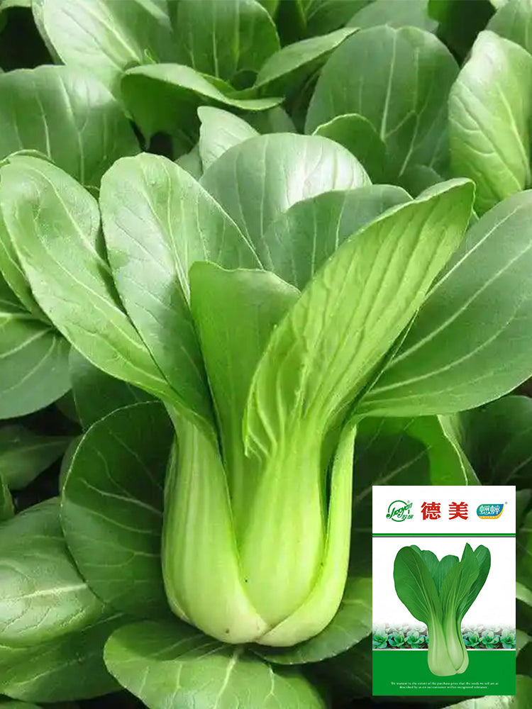 Demei Shanghai Bok Choy