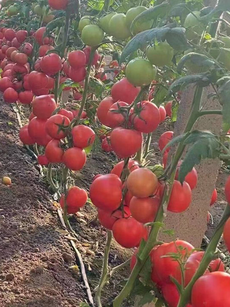 Pink Emperor Tomato