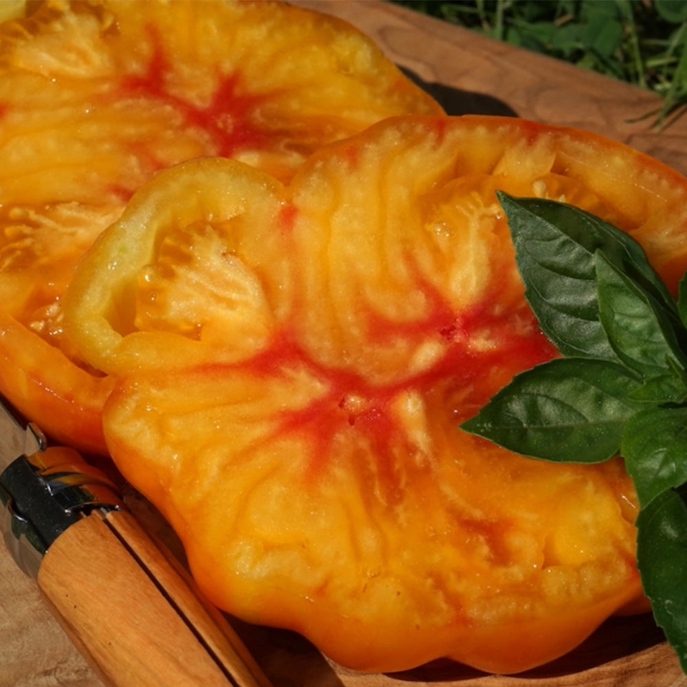 277 Tennessee Surprise Tomato