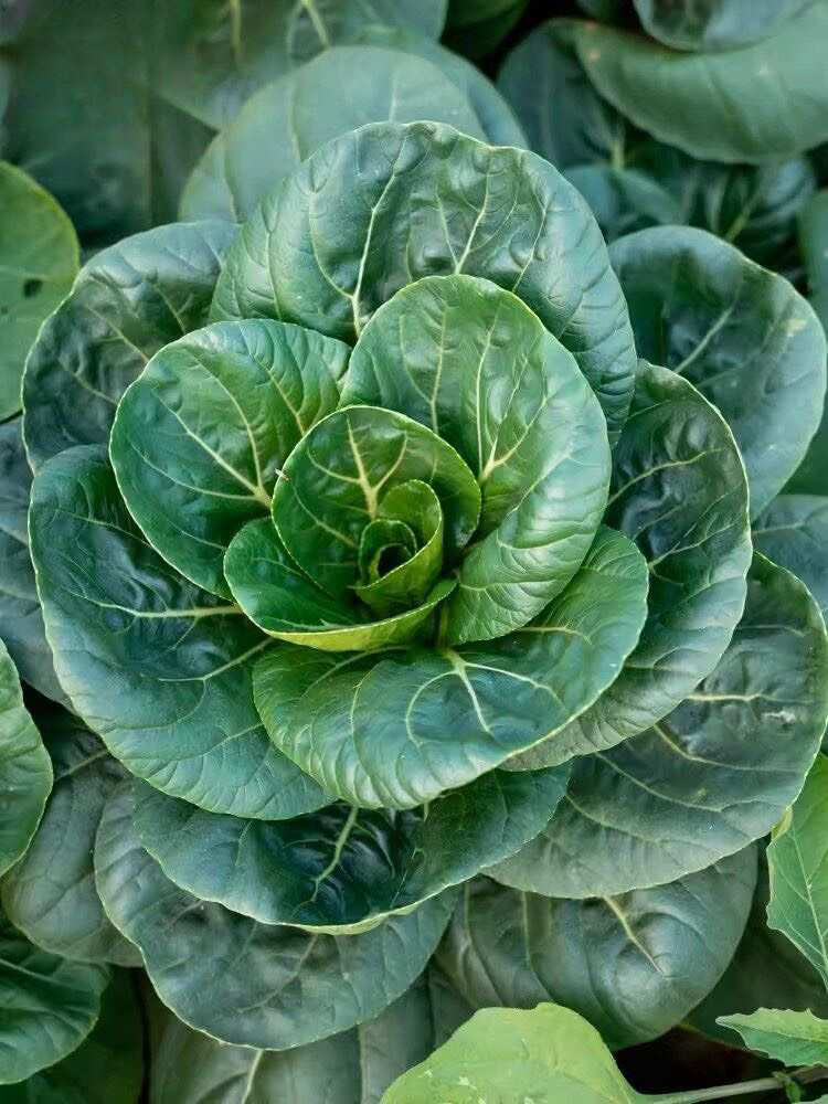'Suzhou Green' Black-leaf Dwarf Bok Choy