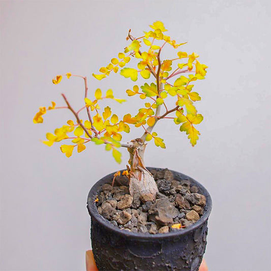 TD003 Pachycormus discolor Dormant Caudex Rootstock