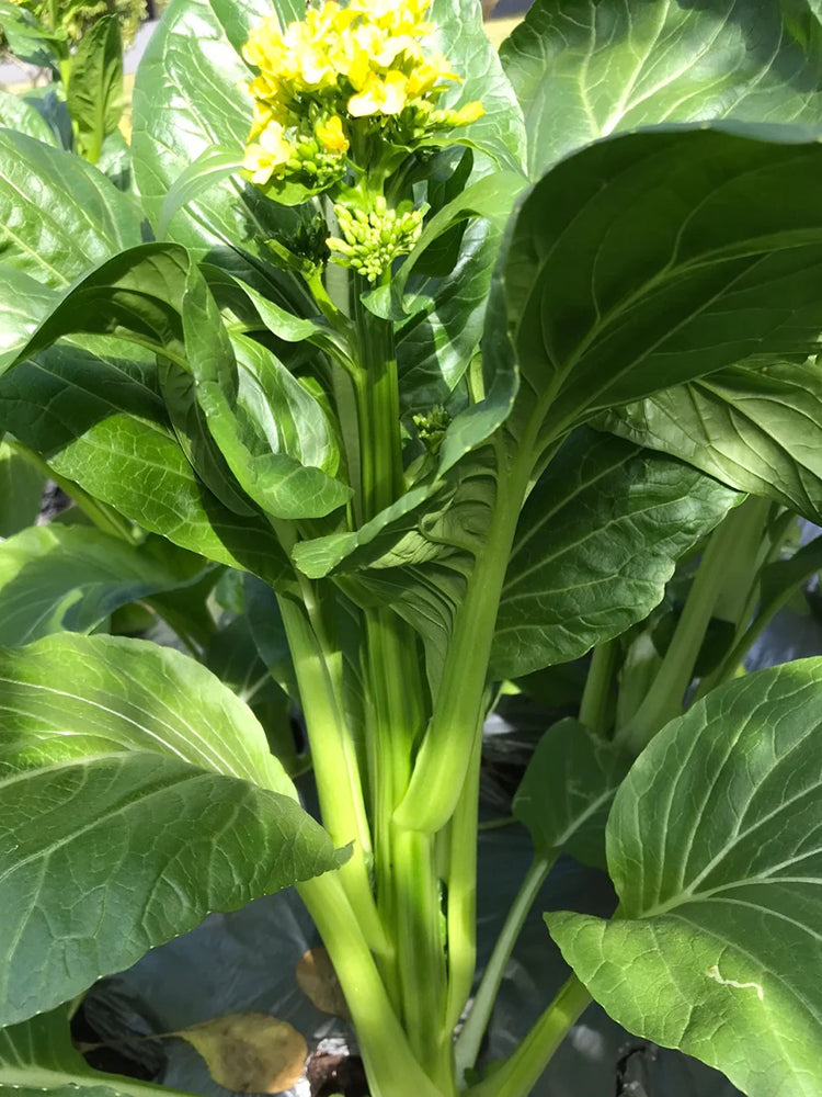 Liangtai 209 Flowering Chinese Cabbage
