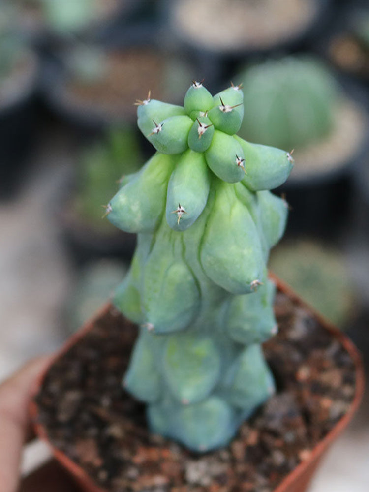 Myrtillocactus geometrizans 'Fukurokuryuzinboku'