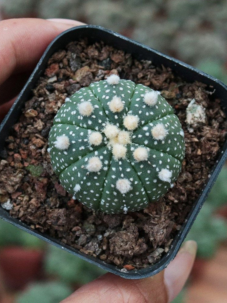 Astrophytum asterias