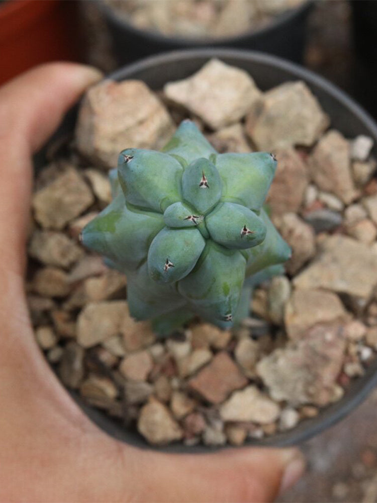 Myrtillocactus geometrizans 'Fukurokuryuzinboku'