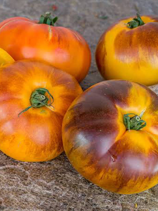 944 P20 Beauty King Tomato