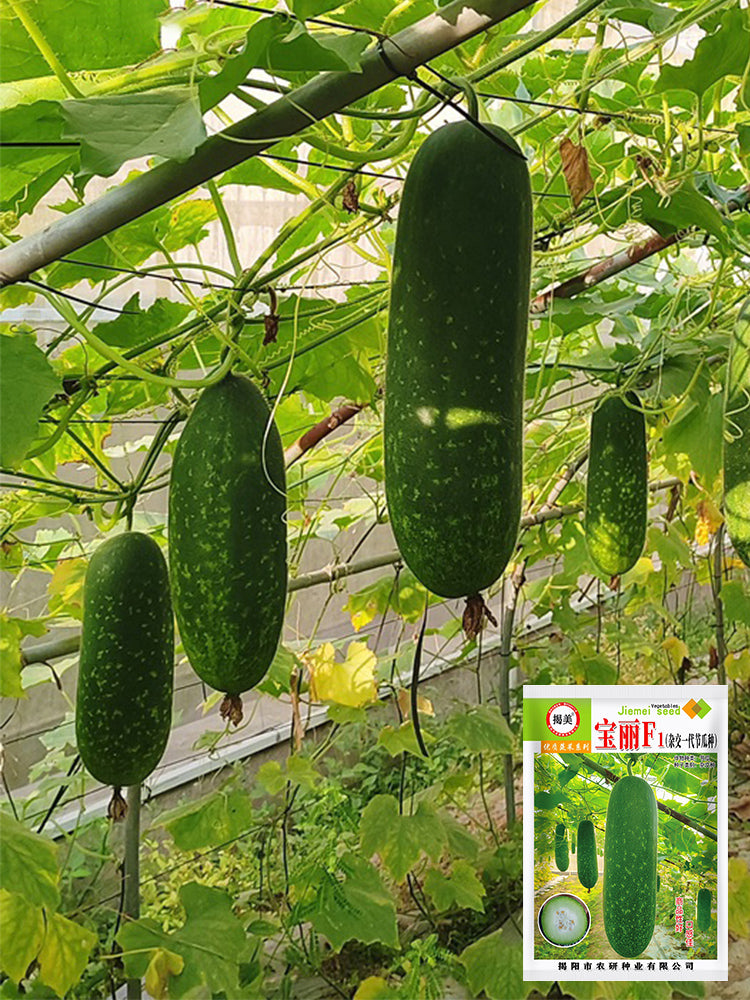 Baoli F1 Hybrid Hairy Gourd