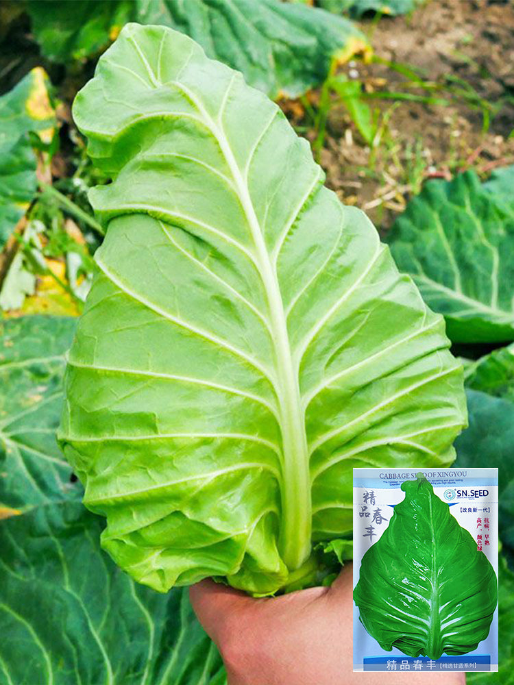 Xingyou Chunfeng Cabbage