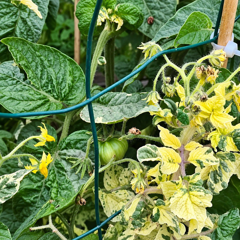 206 Dwarf Walter's Fancy Tomato