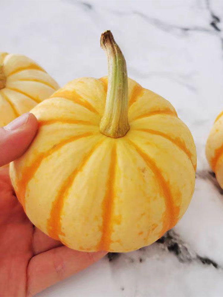 Yellow Beibei Pumpkins