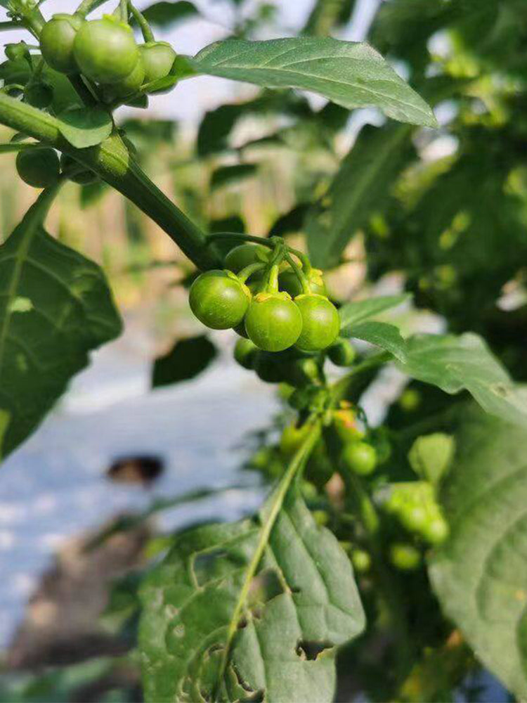 "Jinlong" Yellow Nightshade Berry
