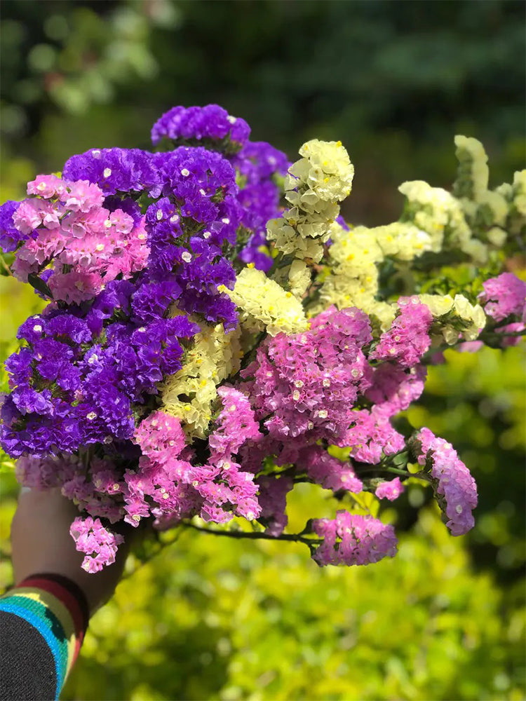 Mixed Wavyleaf Sea Lavender (Limonium sinuatum)