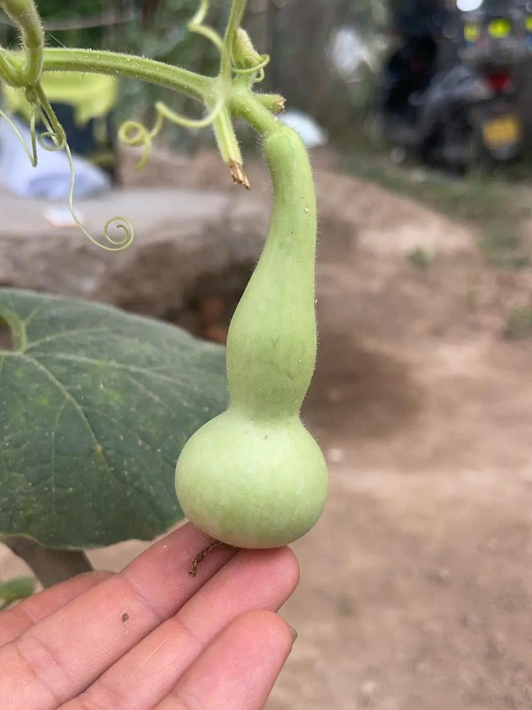 Twisted-Handle Ornamental Gourd