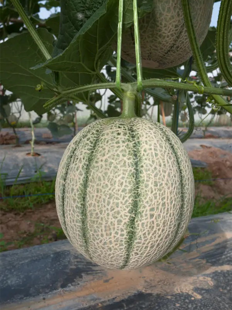No.8 Red Cantaloupe Hybrid