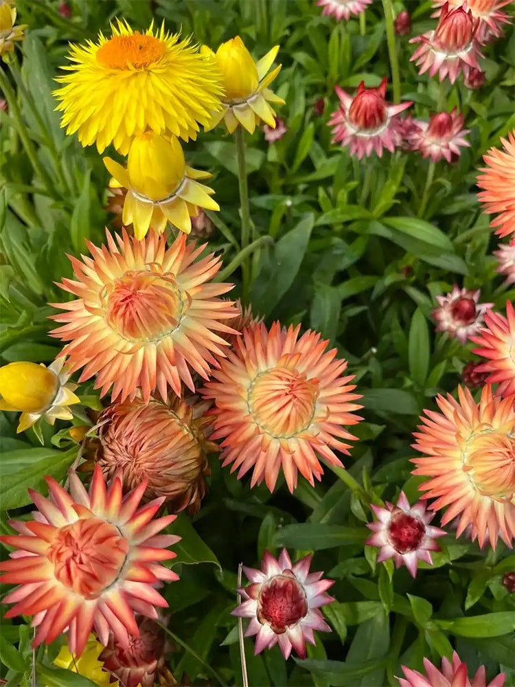 He Zhi Chun Strawflower