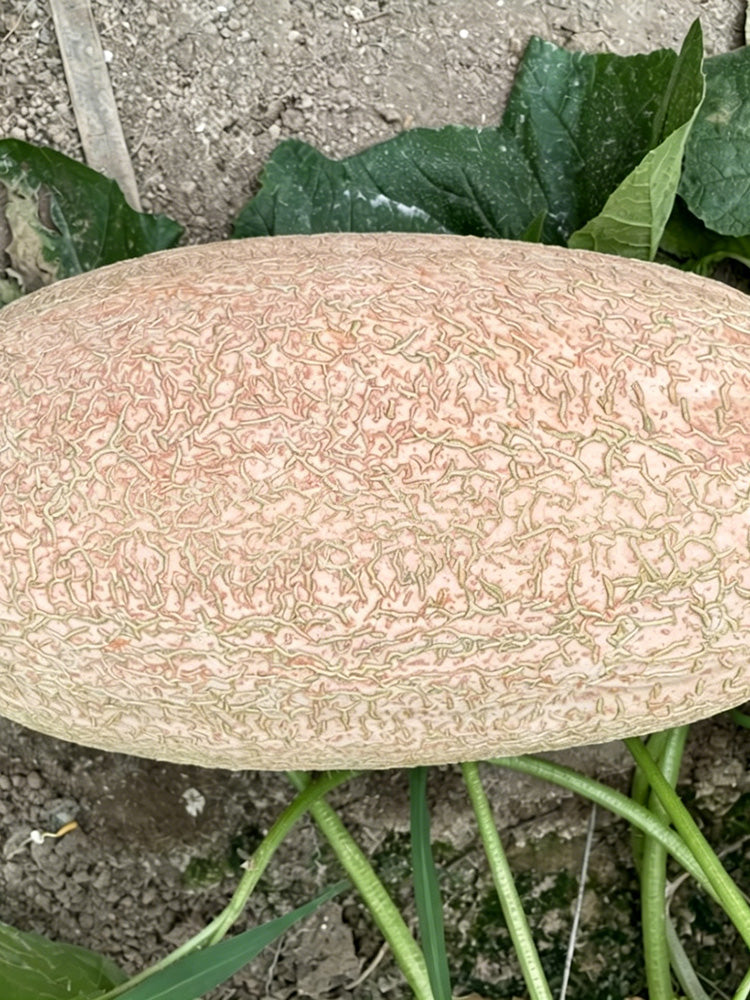 Halloween Pumpkin