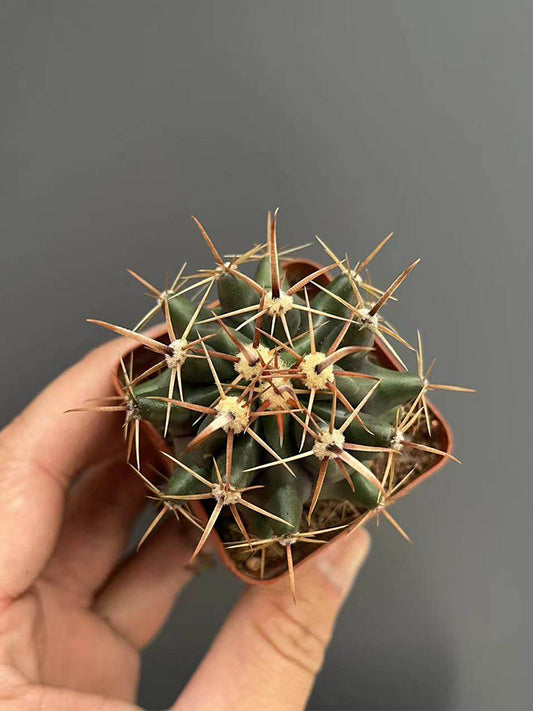 Ferocactus peninsulae