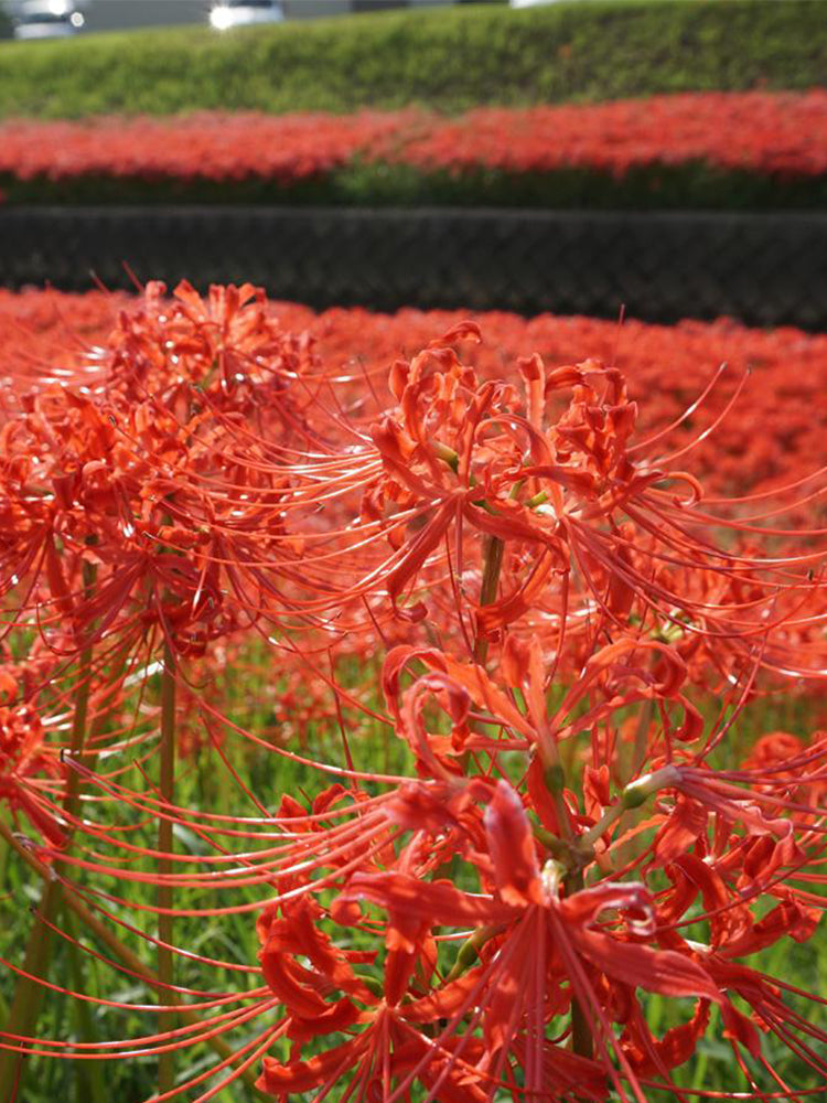 Red Spider Lily