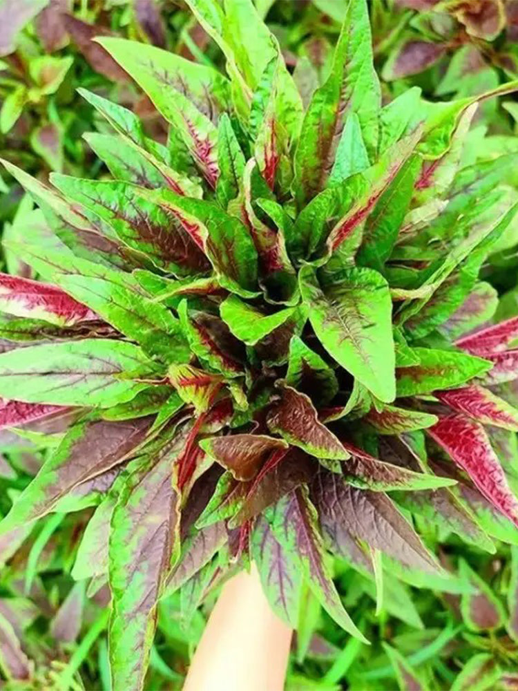 Zixia Red Willow-Leaf Amaranth