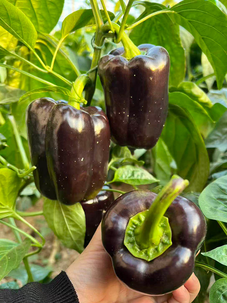 Coffee Fruit Sweet Pepper