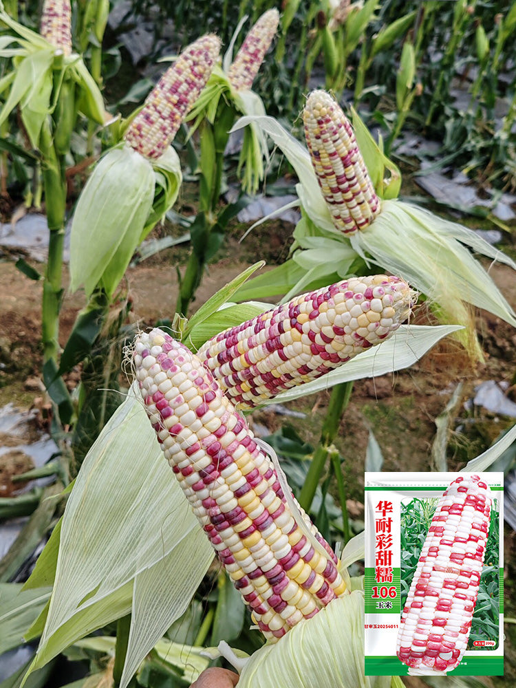 'Huanai 106' Color Sweet Waxy Corn