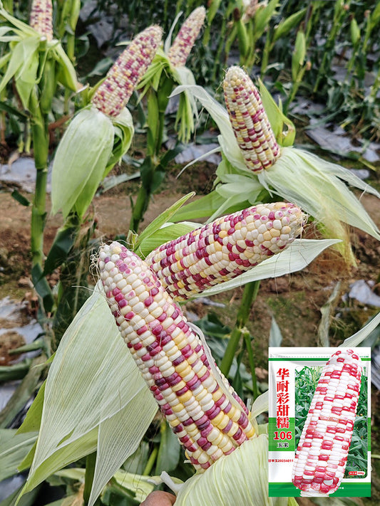 'Huanai 106' Color Sweet Waxy Corn